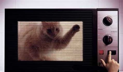 Cat gets microwaved. Things To Know About Cat gets microwaved. 